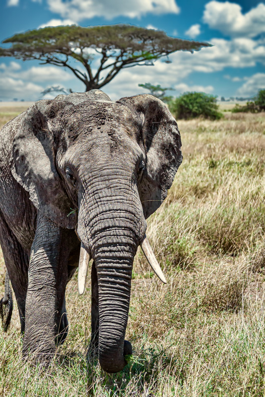 Elephant in Amboseli National Park, Kenya