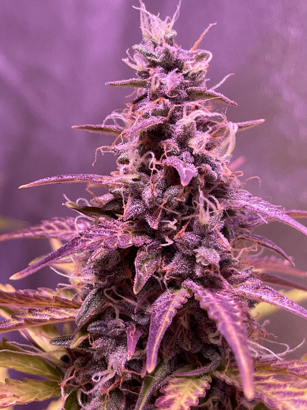 87A3C266-75A5-4F45-AD03-EF39E01F57B9