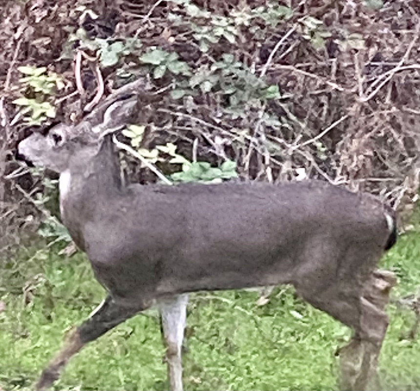 A1E8BD74-2455-4C20-A5B2-E46FB1A78224_1_201_a