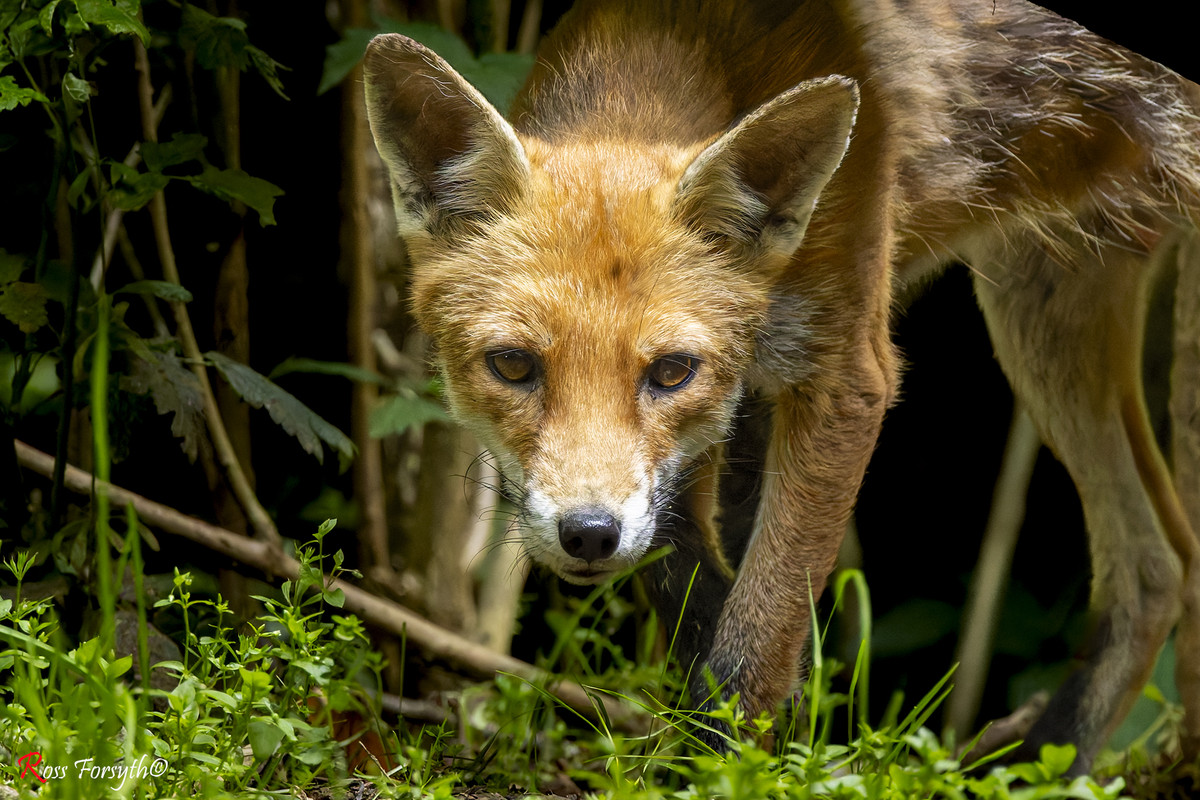 20240617-_5RF7715-CR3