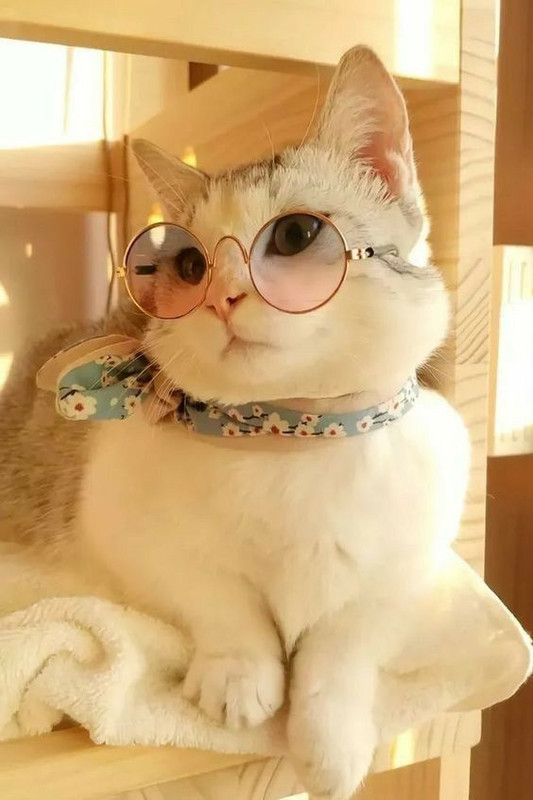 whitebespectacled-kitten.jpg