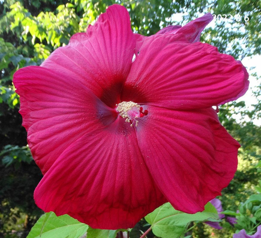 močvirski hibiskus Vll