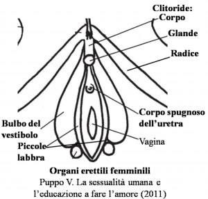 Figura-post-vulva-300x286 (1)