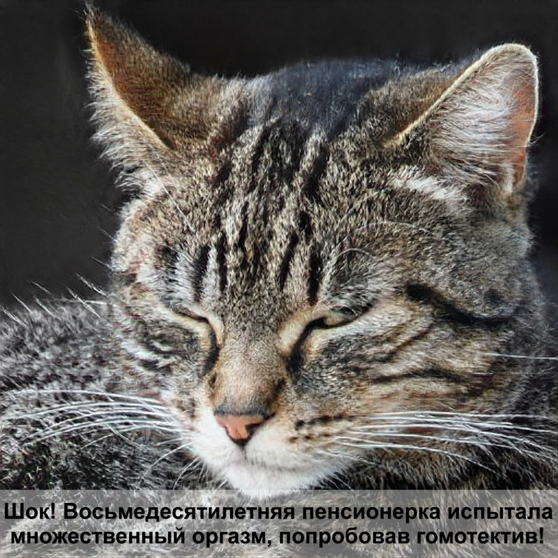 лапа кошки без шерсти