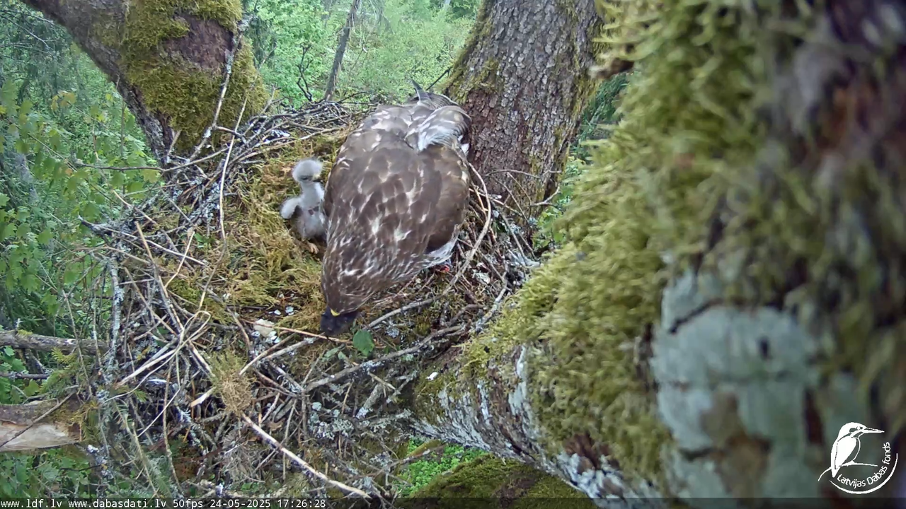 Melnās klijas (Milvus migrans) Kurzemē_ peļu klijāni (Buteo buteo) 12-4-8 screenshot