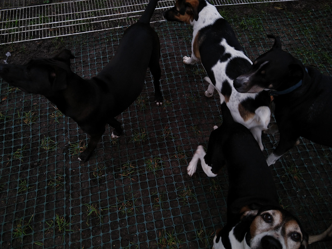 IMG_20191116_081138598