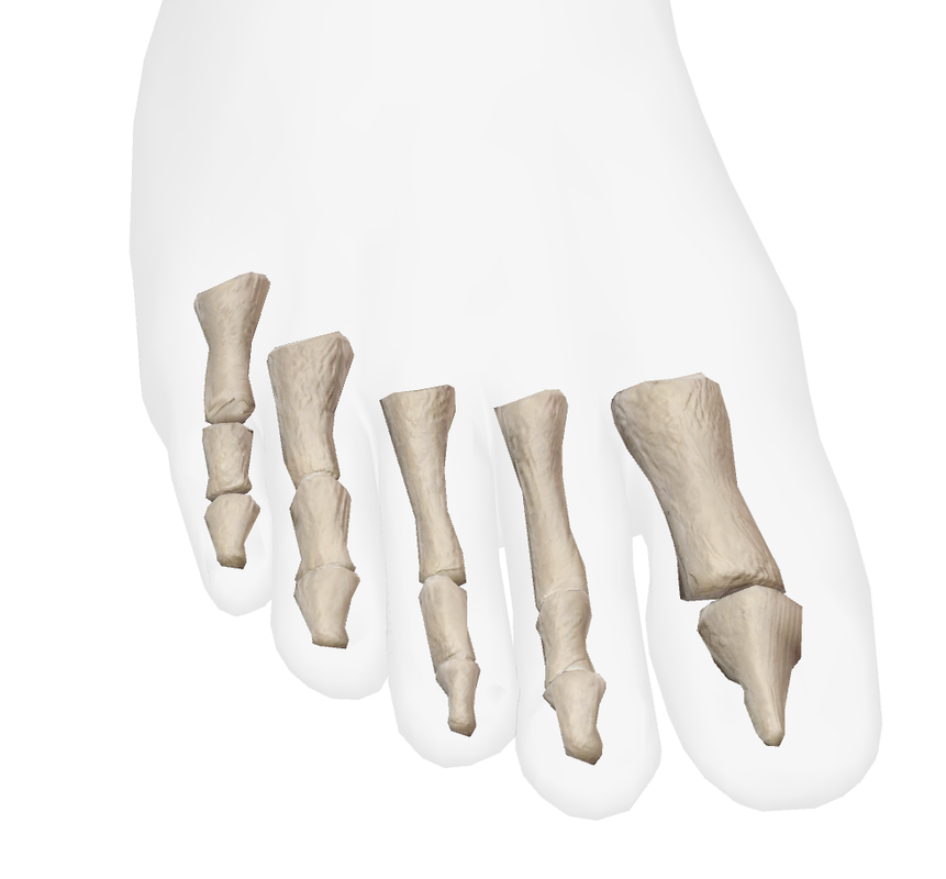 Phalanges