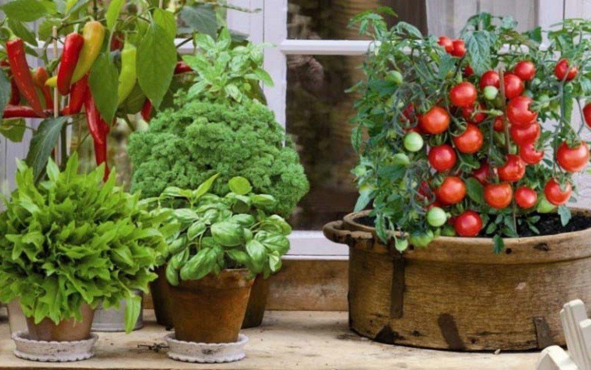 Как вырастить овощи на подоконнике