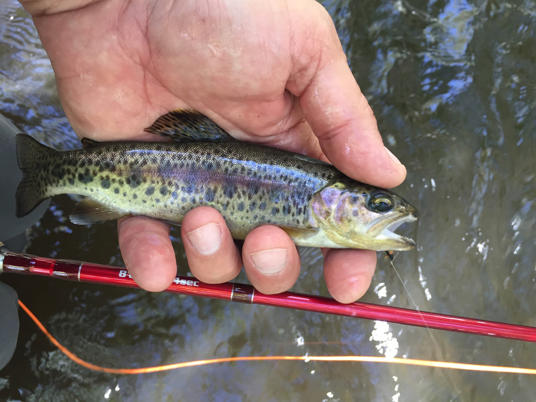 West Fork San Gabriel river above LA. The North American Fly Fishing