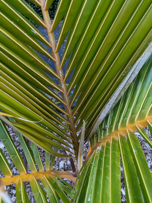 PXL_20241231_103604513