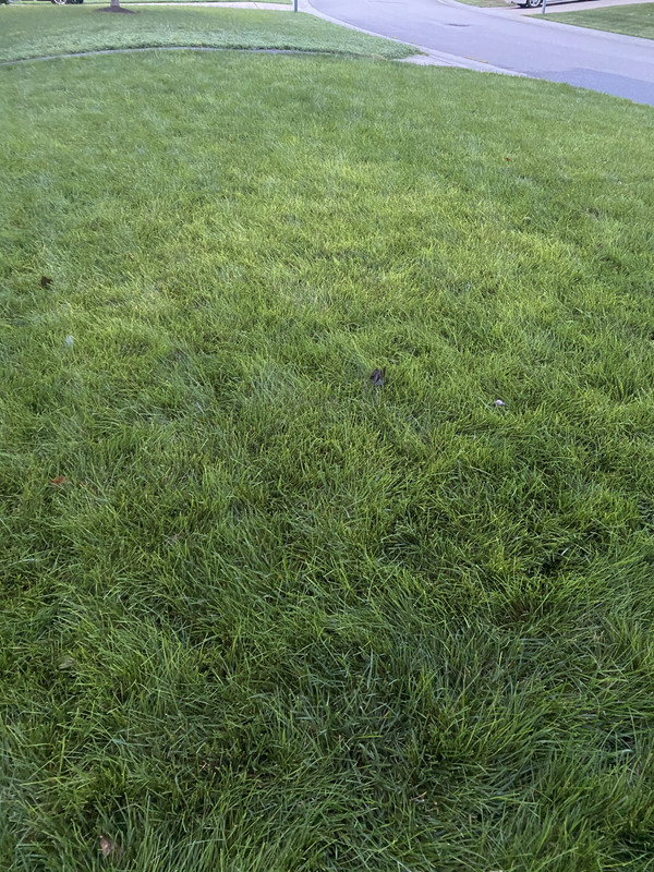 Light Green Patch in Fescue Lawn Care Forum