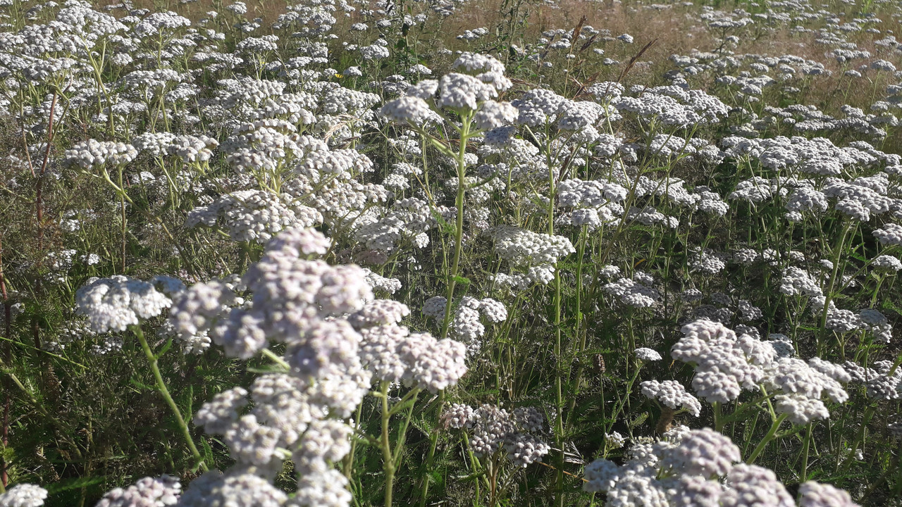 [Image: 20190629-085620.jpg]