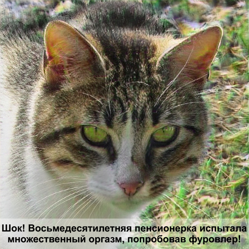 дикая африканская кошка