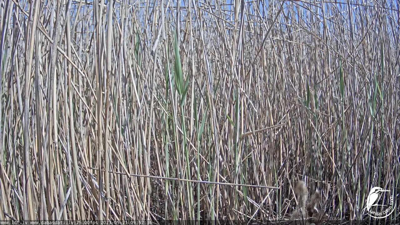 Lielais dumpis (Botaurus stellaris) Engurē - LDF tiešraide 5-1-52 screenshot