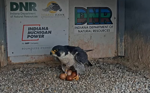 Fort Wayne falcon cam - Pagina 2 Przechwytywanie-w-trybie-pe-noekranowym-16-04-2024-220004