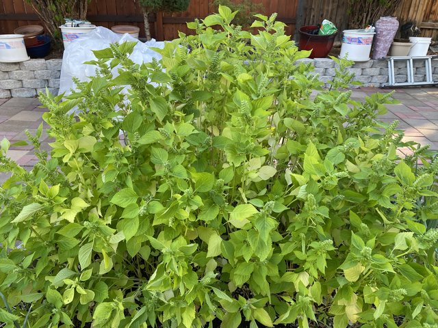 [Image: E45-B1-C68-2365-4-B92-A969-21-F0341-E0-D42.jpg]