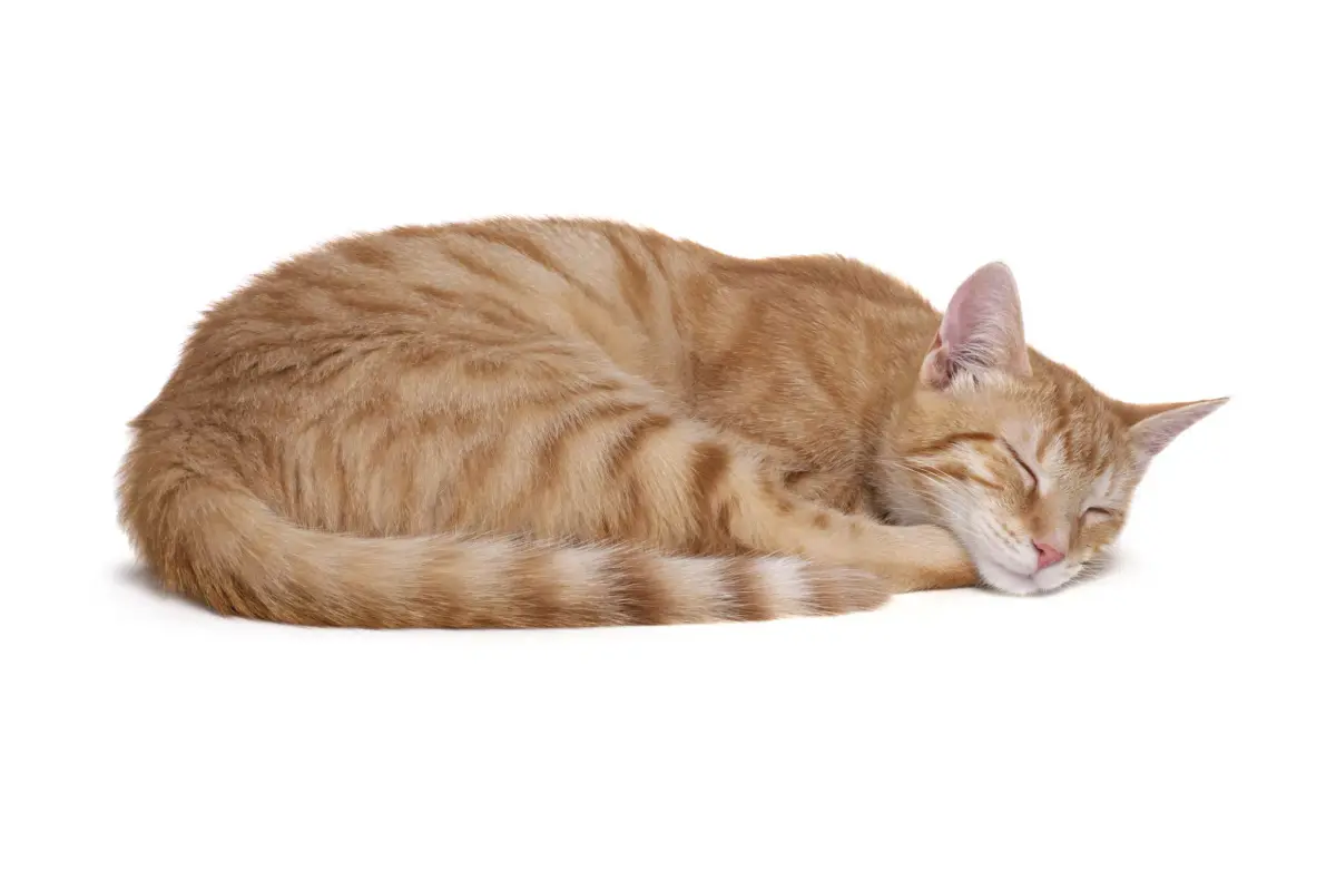 cat sleeping