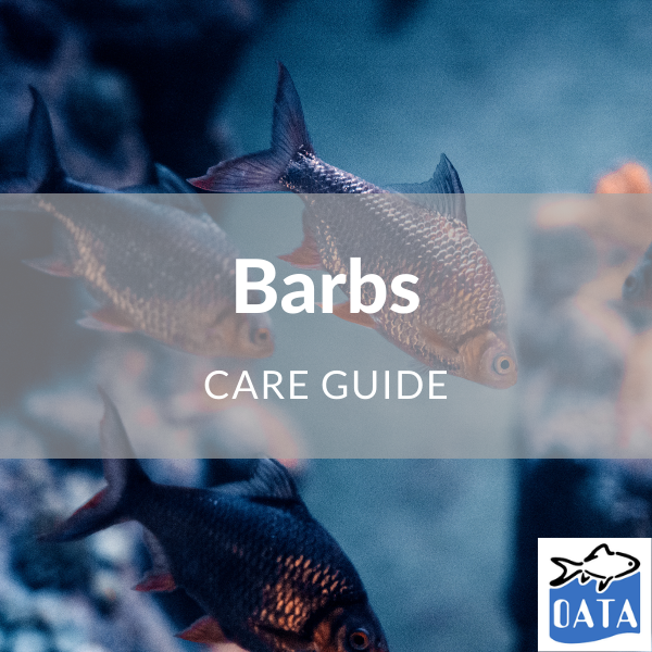 OATA Guide to Barbs - Lincs Aquatics