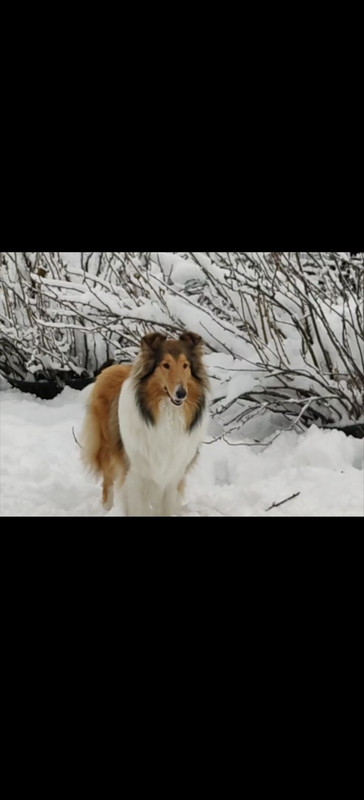 Pitk&auml;karvainen collie, Darth Fox`s exellent Ellen