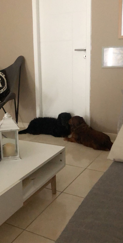 [Image: 1-F1-AA947-63-D6-4-ECA-AFB6-3469867-D0724.jpg]