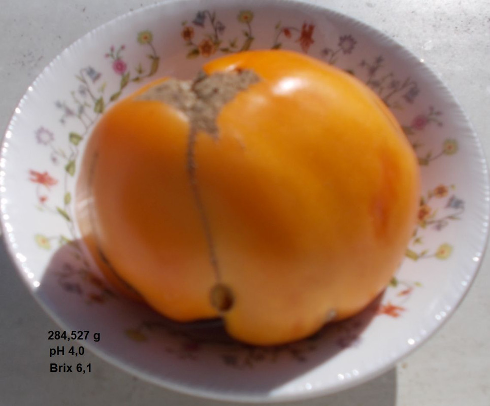 DSCN3917Herman´s Yellow