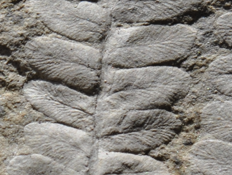 Ayuda a identificación de helecho fosil. He