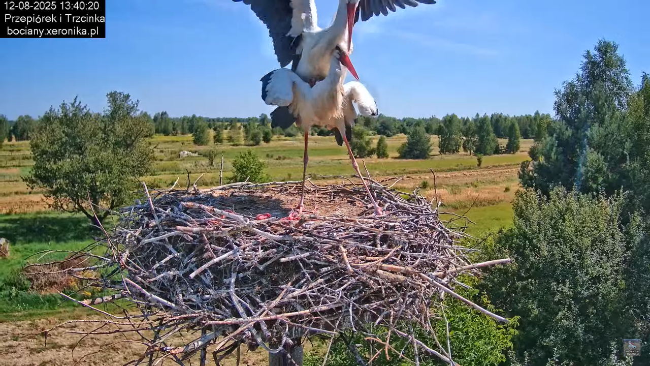 12082025bociany22
