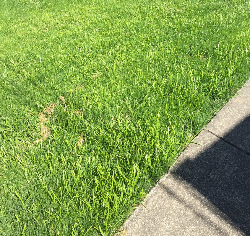 Neon Green Grass Blades... Lawn Care Forum