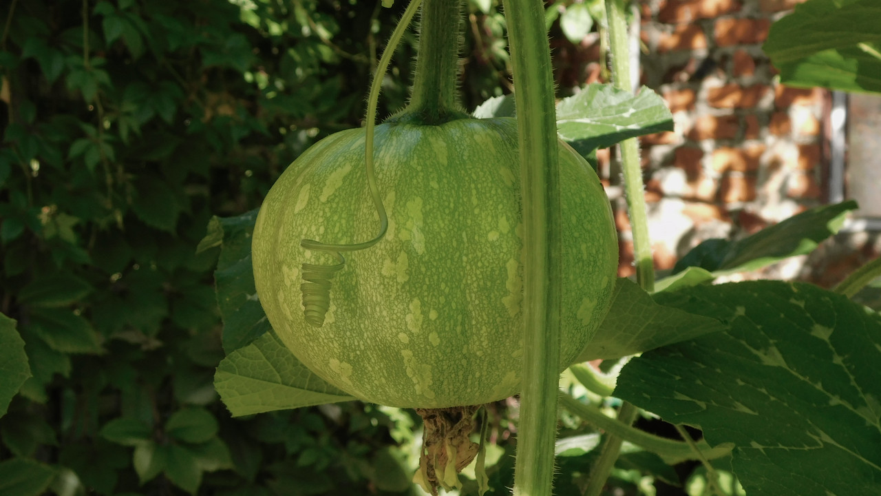 Август дачный кукольный 2023 410