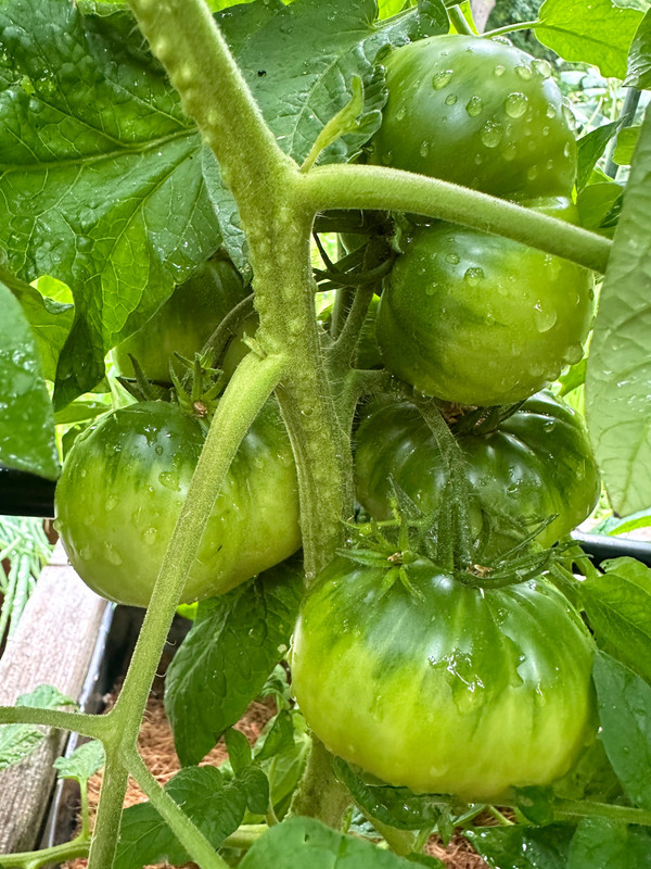 tomatoes-10.jpg