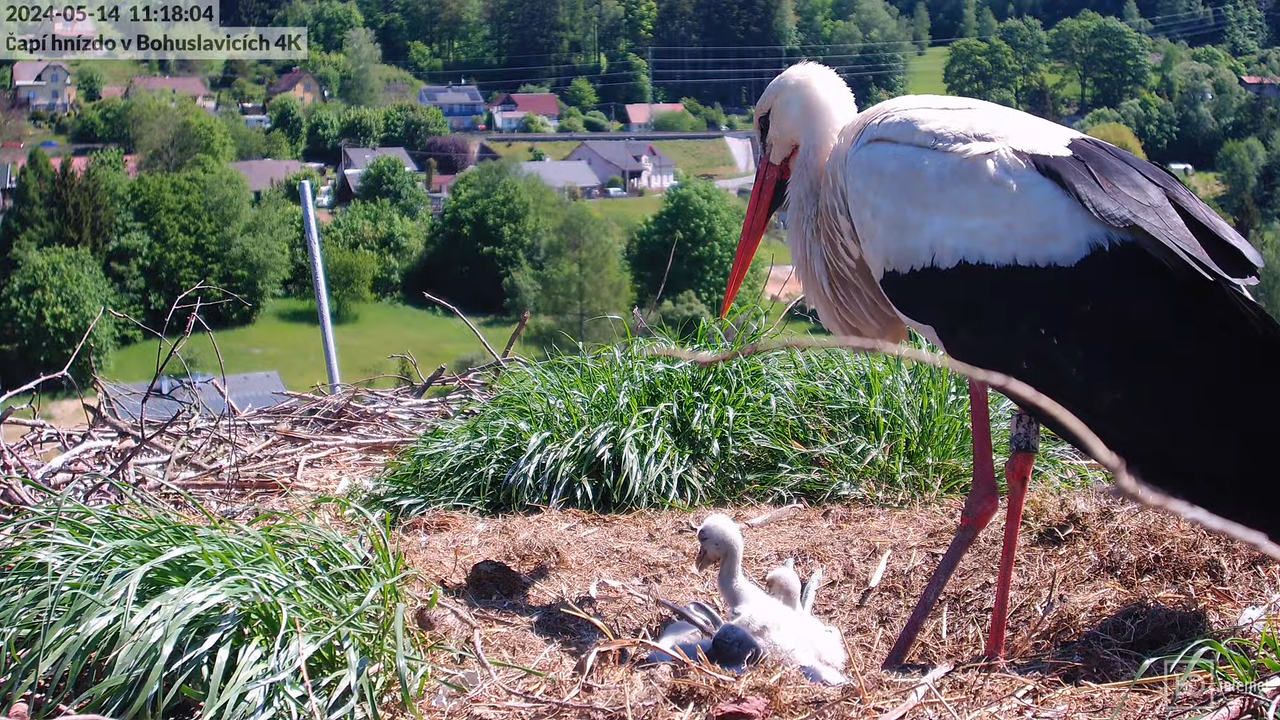 Tiešraidē no uzņēmuma KARA stārķa skursteņa Bohuslavicē pie Trutnovas 13-8-9 screenshot