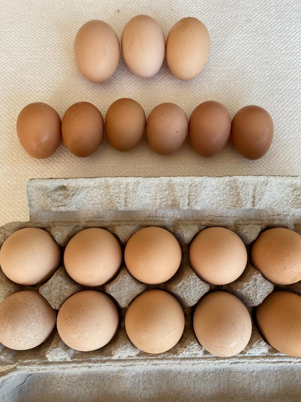 eggs1