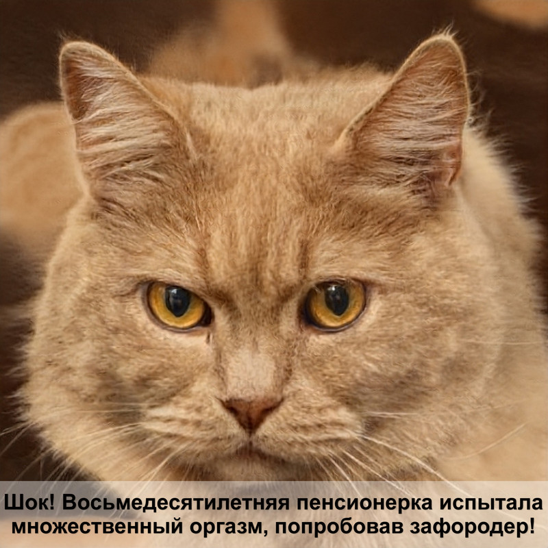 как избавиться от блох у кошки