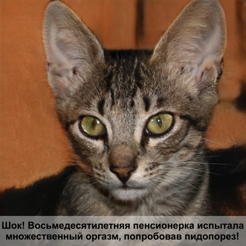 корм грандорф для кошек отзывы ветеринаров