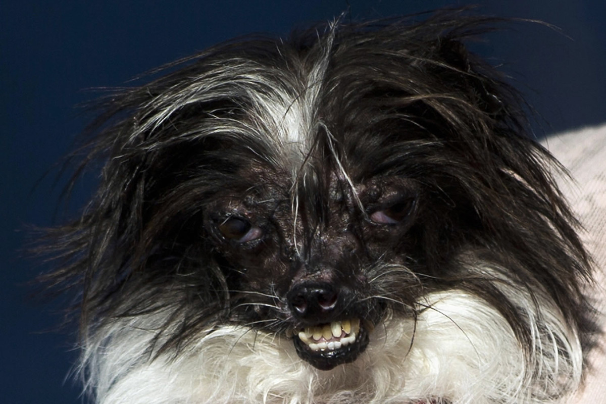 perrofeo.jpg