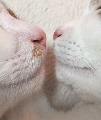 Cute-Cat-GIF-2-cats-sleeping-together-head-to-head-like-humans.gif