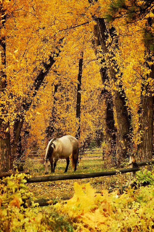 yellowhorsefiled.jpg
