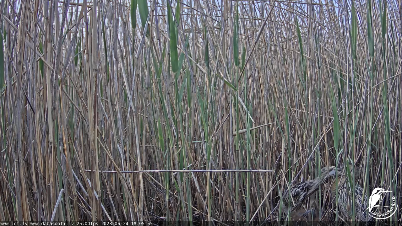 Lielais dumpis (Botaurus stellaris) Engurē - LDF tiešraide 8-17-56 screenshot