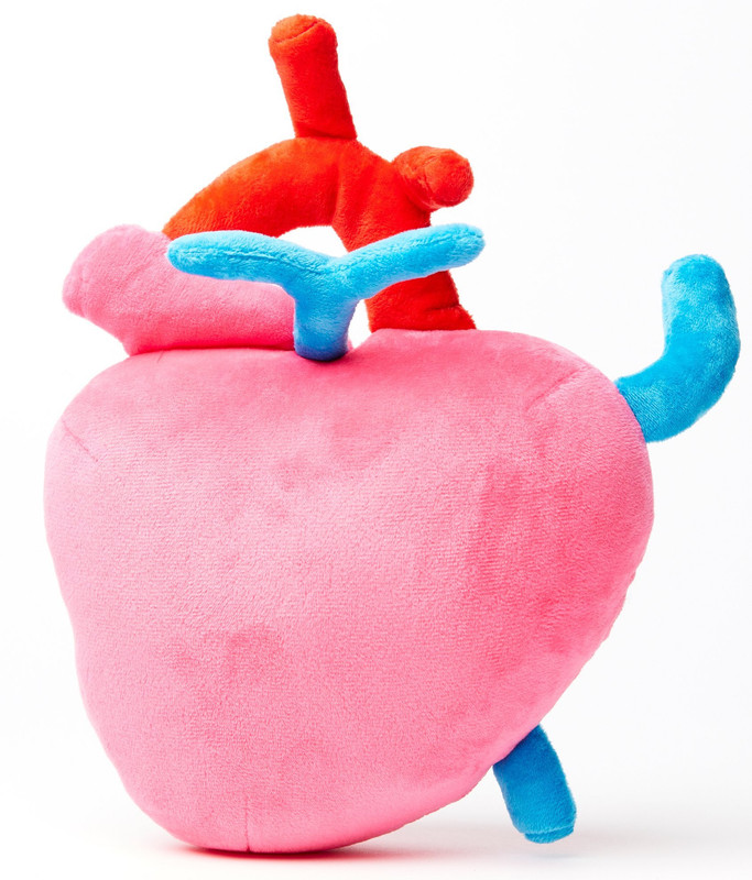 New soft Lung plush Kidney Neuron Heart Uterus Plush stuffed Doll toy Baby Women | eBay