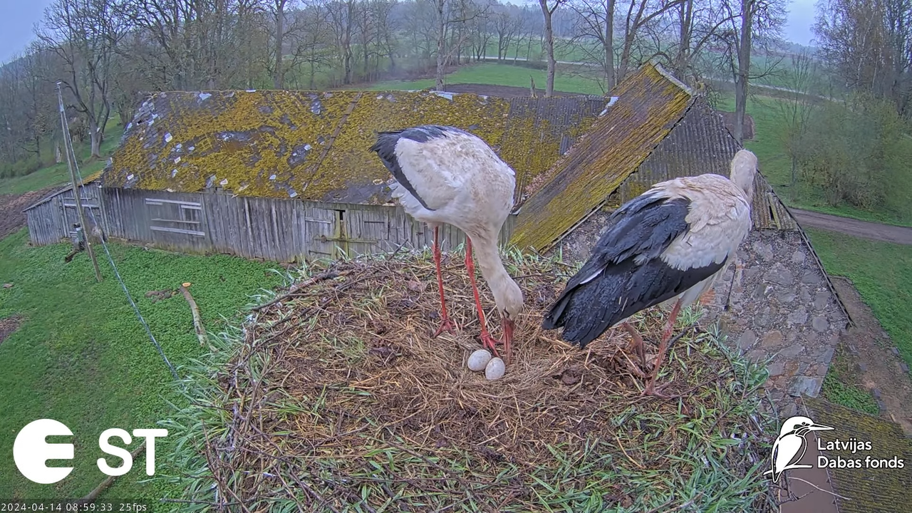 Baltie stārķi (Ciconia ciconia) Tukuma novadā - LDF tiešraide __ White storks in Tukums, Latvia 12-5