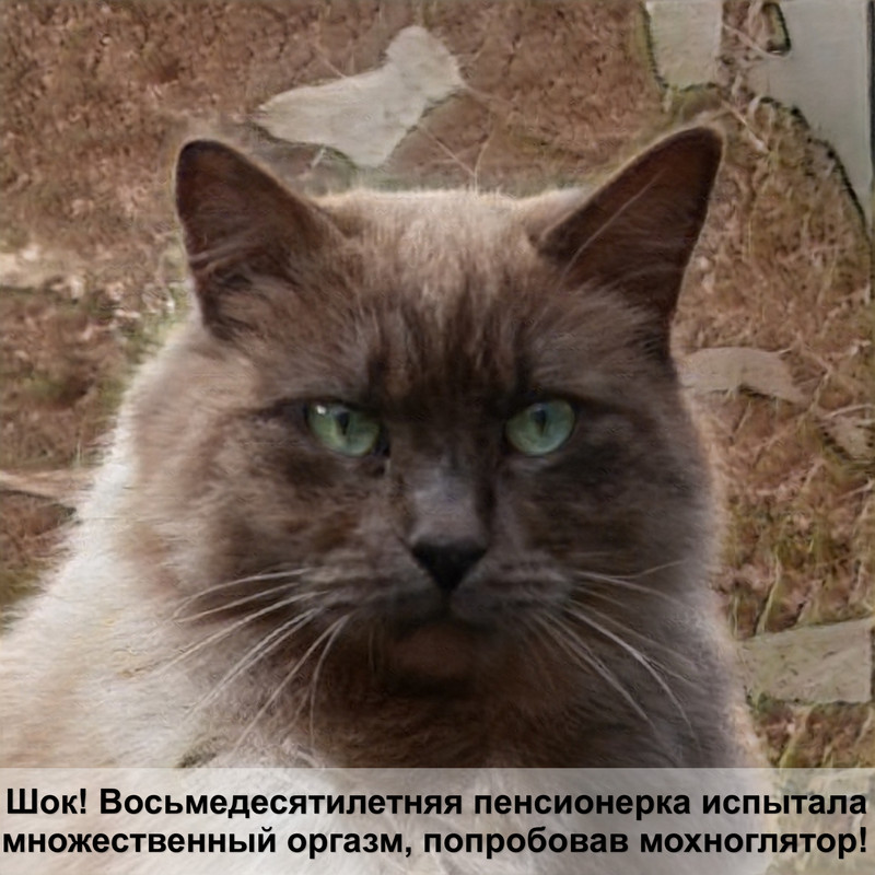 как различить кота от кошки