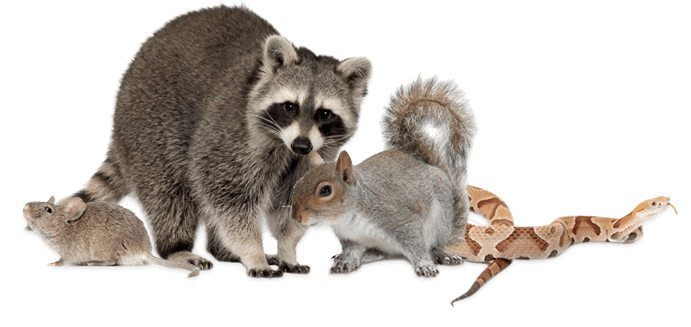 wildlife removal Kissimmee