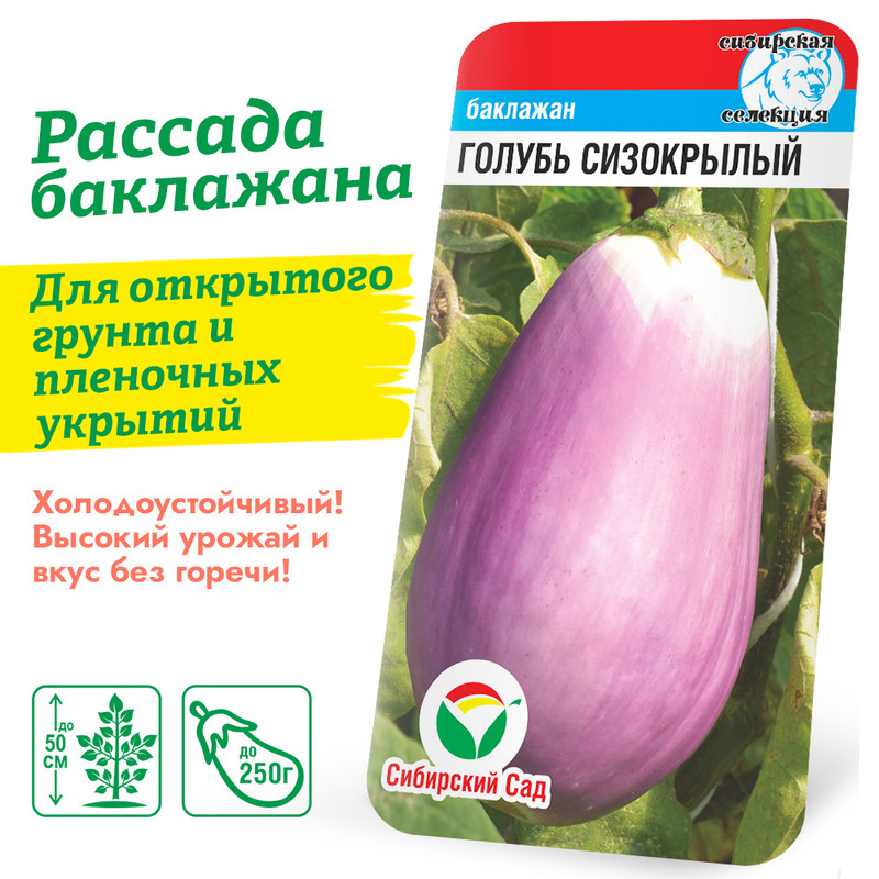 Баклажан Голубь сизокрылый