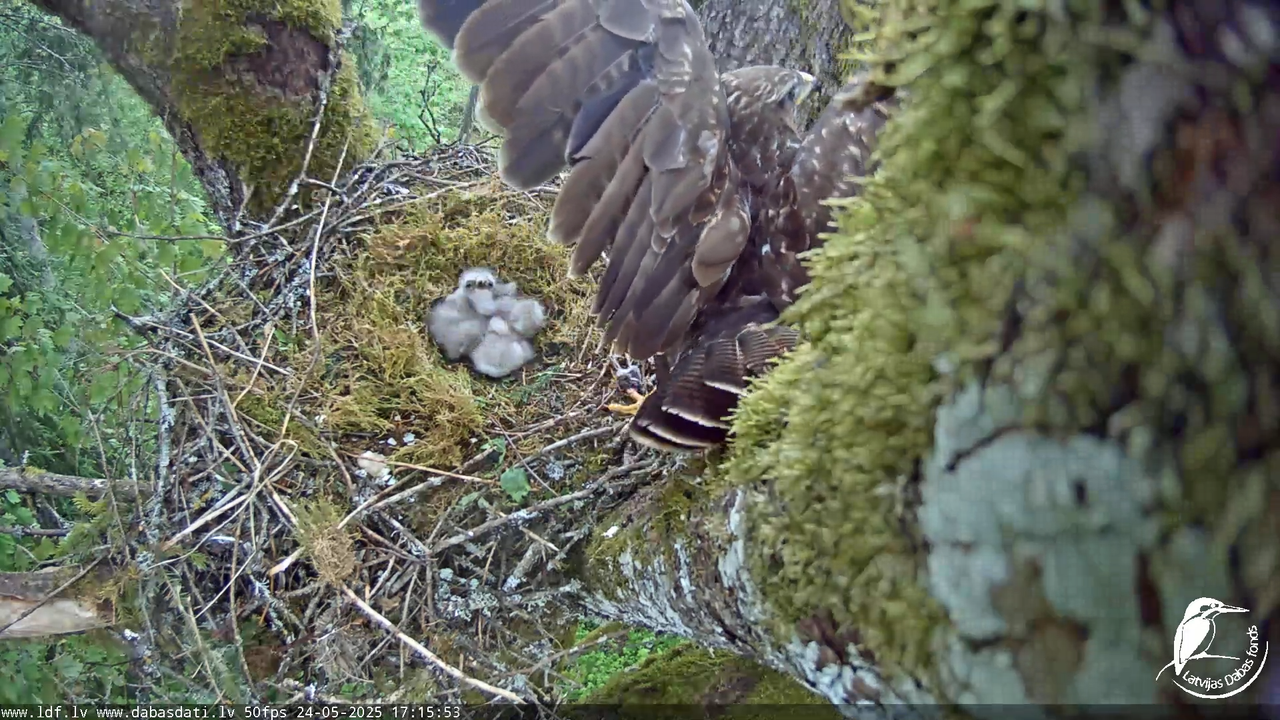 Melnās klijas (Milvus migrans) Kurzemē_ peļu klijāni (Buteo buteo) 11-53-33 screenshot