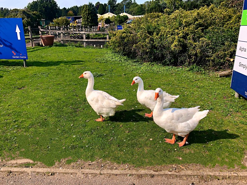 white-geese-HD-2022.jpg