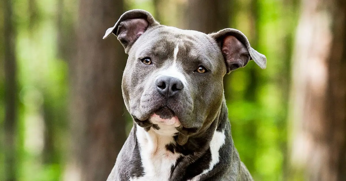 Is American Staffordshire Terrier aggressive