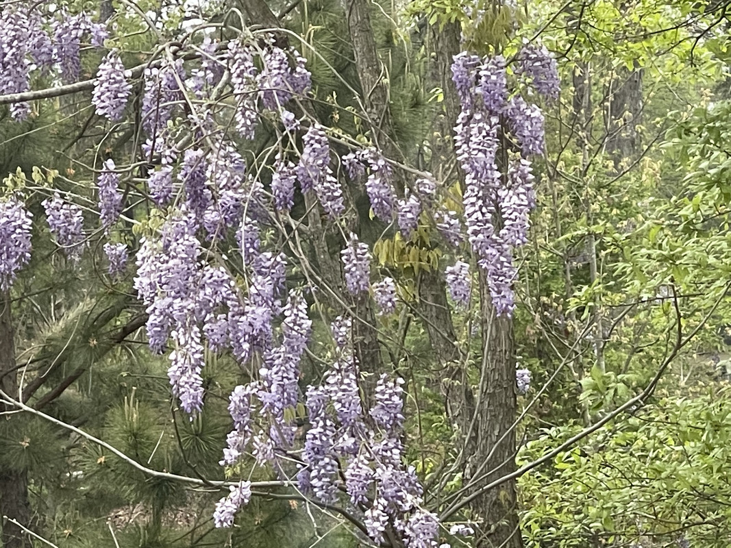 [Image: 7973-EA48-9808-46-EC-81-EA-74-F4-A8-F75620.jpg]