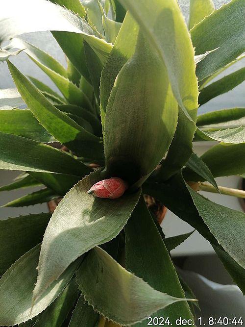 https://i.postimg.cc/CMHnKYq5/bokolo-billbergia-feco-20241201.jpg