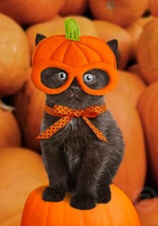 Fall-Pumpkin-Cat