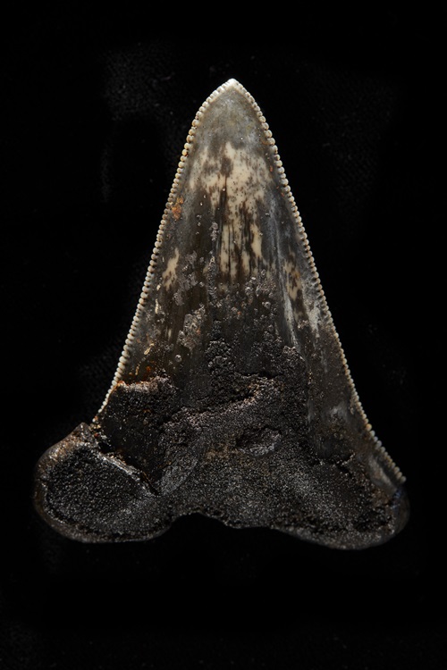 04c-Tooth-from-megalodon-ancestor-collected-from-seafloor-Credit-Museums-Victoria-Ben-Healley.jpg